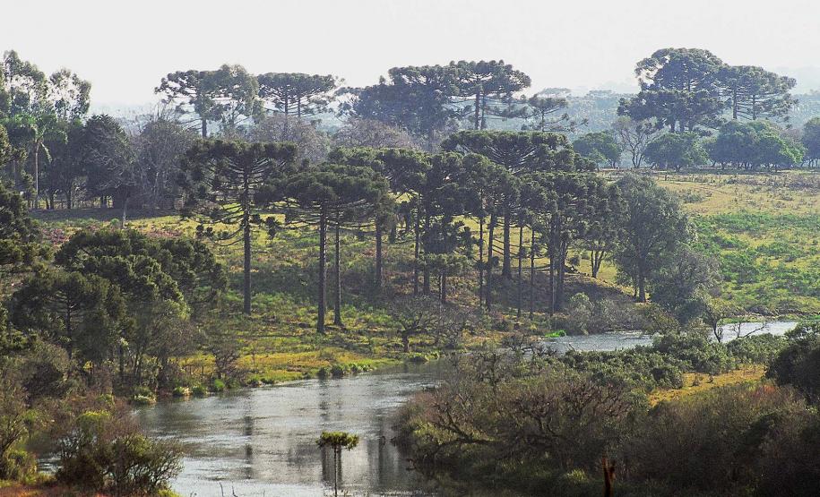 Foto de Araucárias