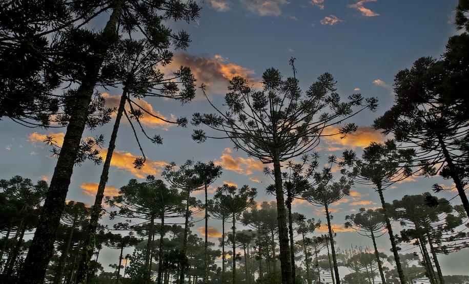 Foto de Araucárias