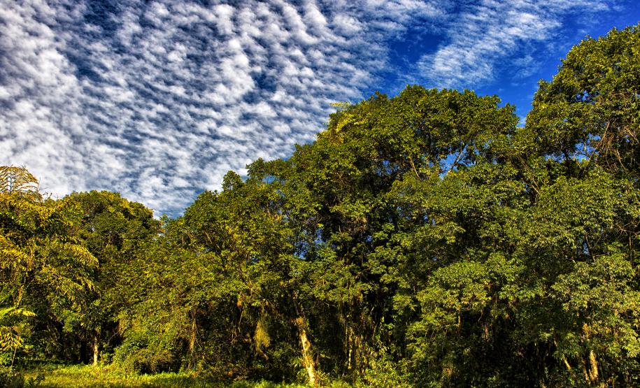 Foto de parque estadual parananese