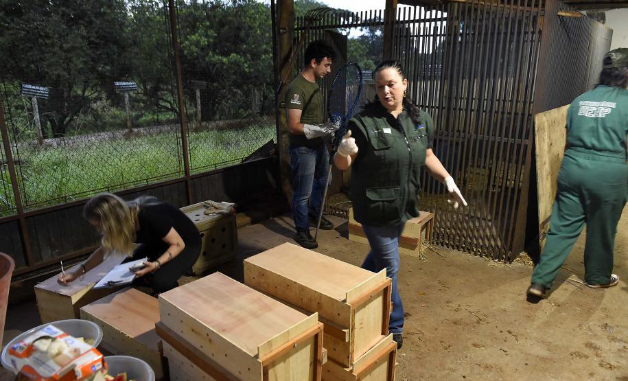 Foto de agentes em resgate de fauna