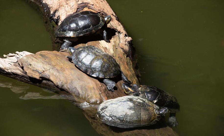 Foto de tartarugas em lago