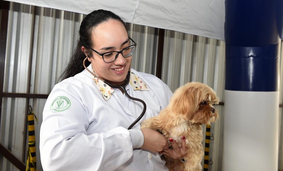 Foto de atendimentos veterinários