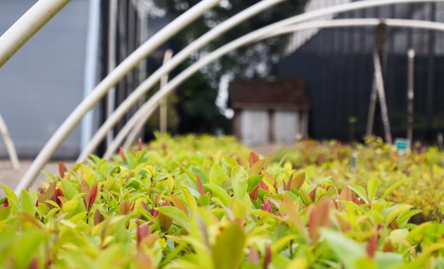 Foto de cultivo de mudas do IAT