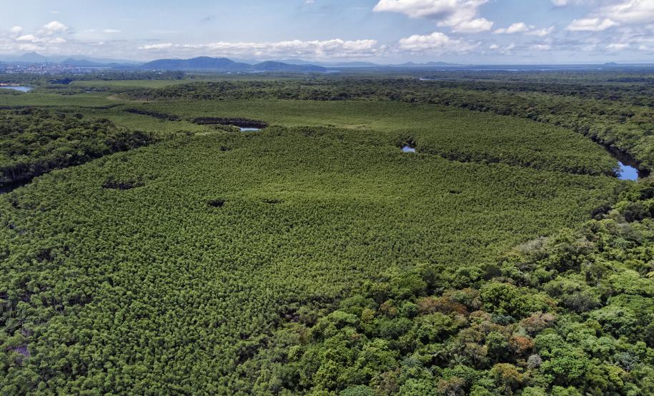 Foto aérea de floresta
