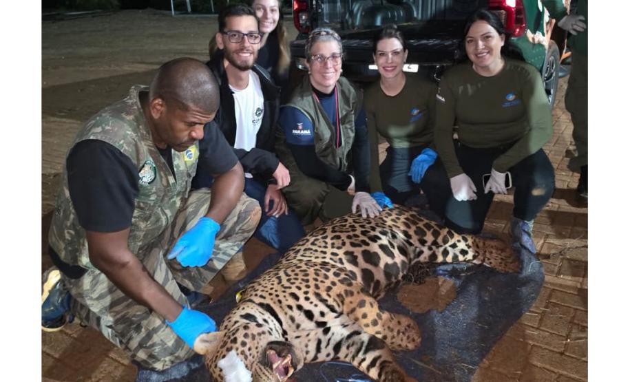 Foto de onça resgatada pelo IAT