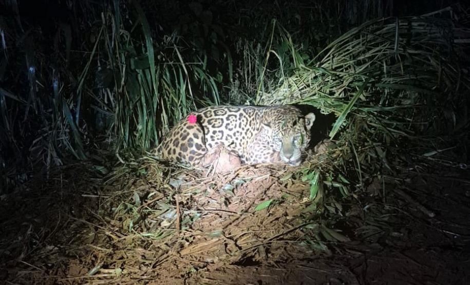 Foto de onça resgatada pelo IAT