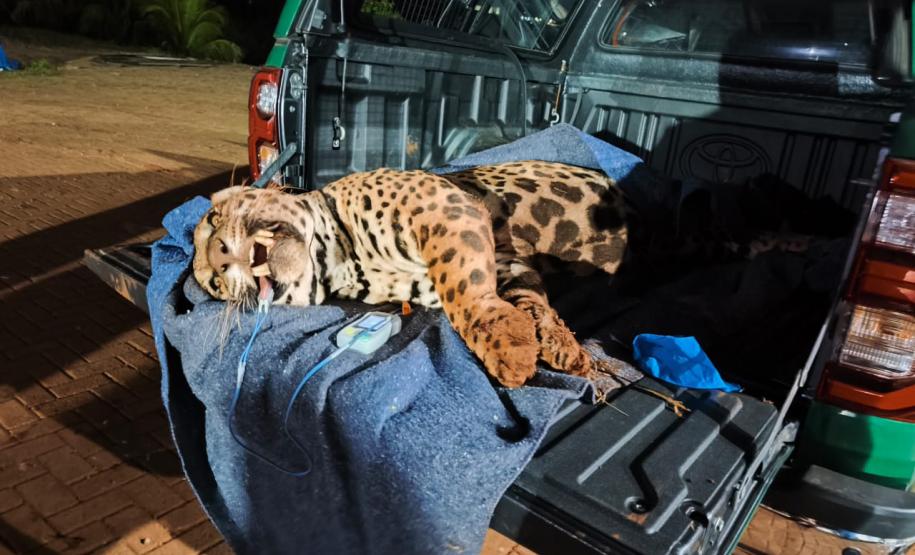 Foto de onça resgatada pelo IAT