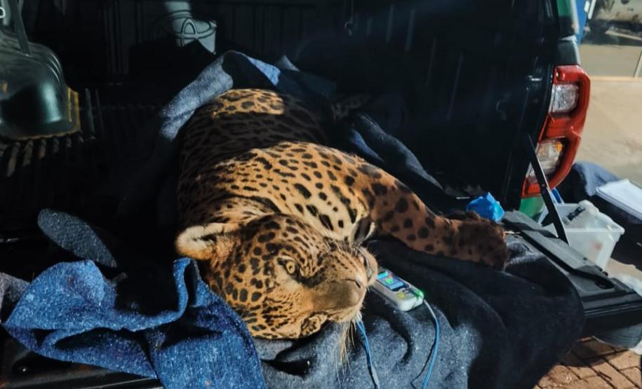 Foto de onça resgatada pelo IAT