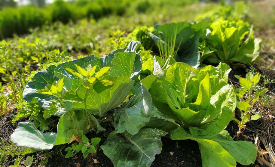 Foto de cultivo agrícola