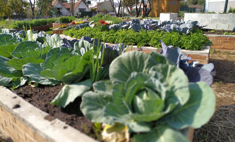 Foto de cultivo agrícola
