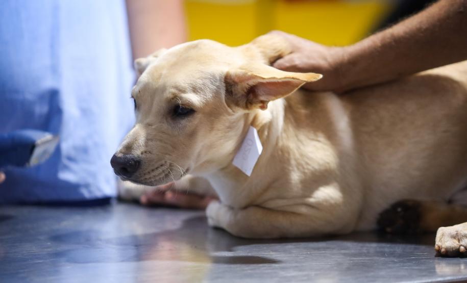 Foto de animais atendidos pelo CastraPet