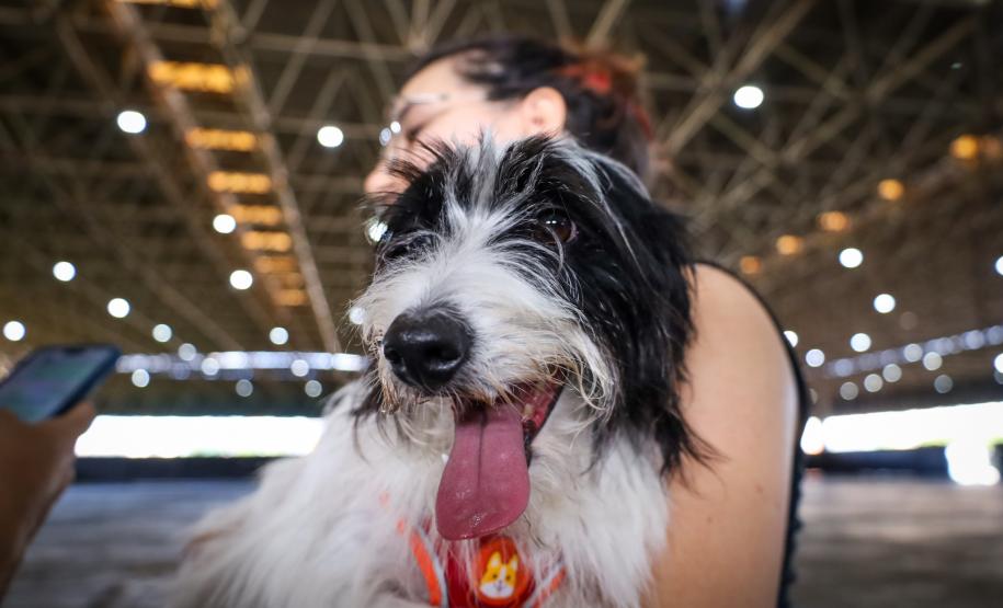 Foto de animais atendidos pelo CastraPet