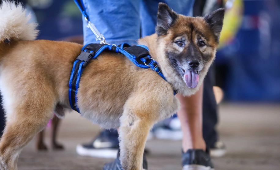 Foto de animais atendidos pelo Vet-móvel