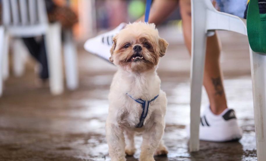 Foto de animais atendidos pelo Vet-móvel