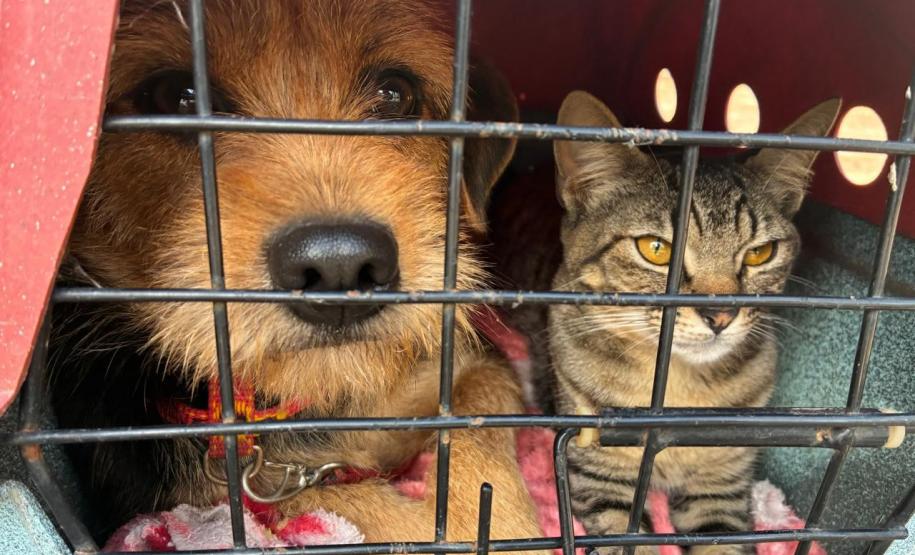 Foto de animais atendidos pelo CastraPet