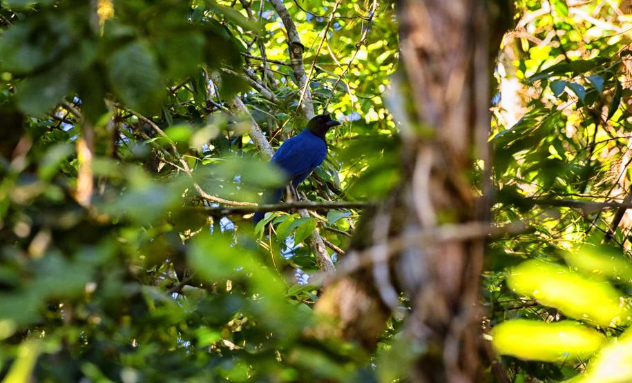 Foto de trilha do Parque Estadual Rio da Onça