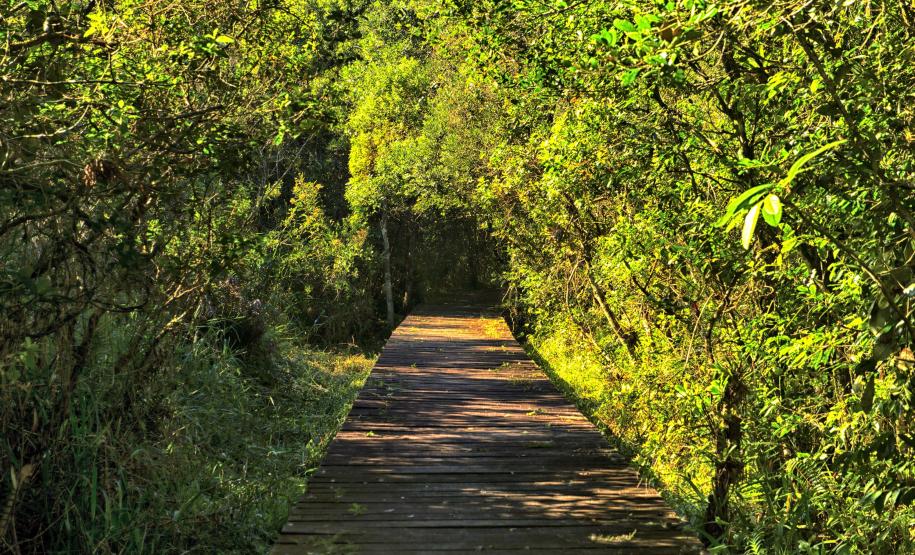 Foto de trilha do Parque Estadual Rio da Onça