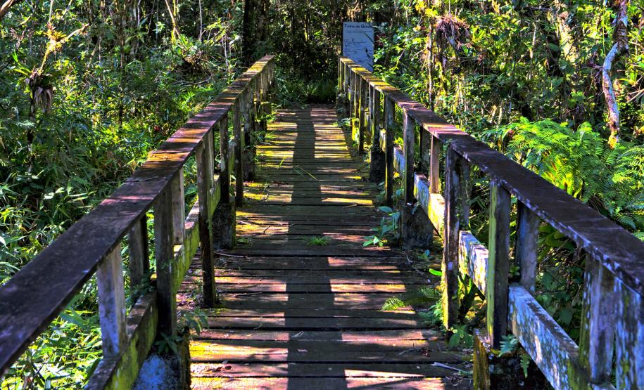 Foto de trilha do Parque Estadual Rio da Onça