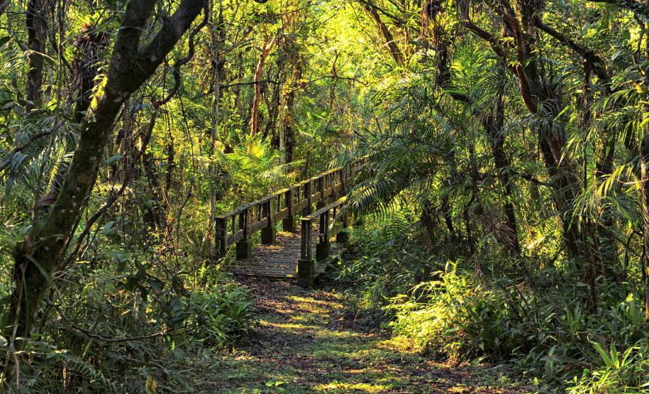 Foto de trilha do Parque Estadual Rio da Onça