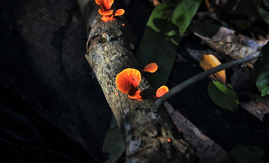 Foto de trilha do Parque Estadual Rio da Onça