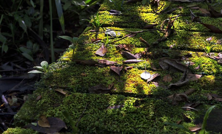 Foto de trilha do Parque Estadual Rio da Onça
