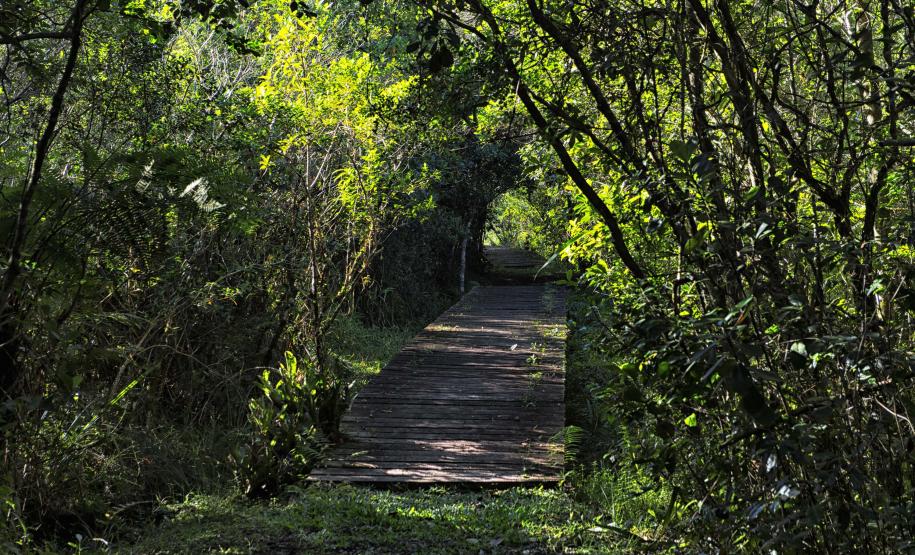 Foto de trilha do Parque Estadual Rio da Onça