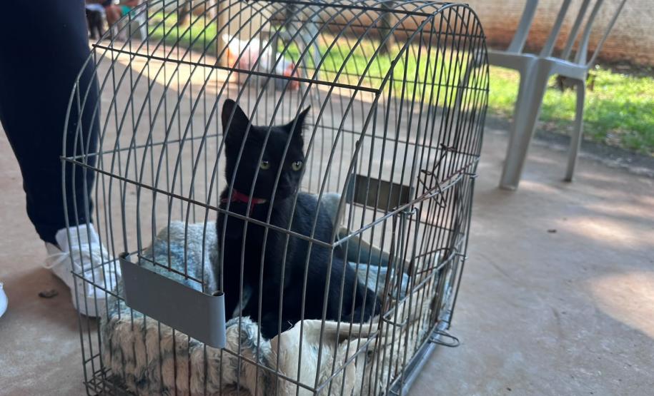 Foto de animais atendidos pelo CastraPet