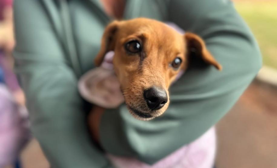 Foto de animais atendidos pelo Vet-móvel