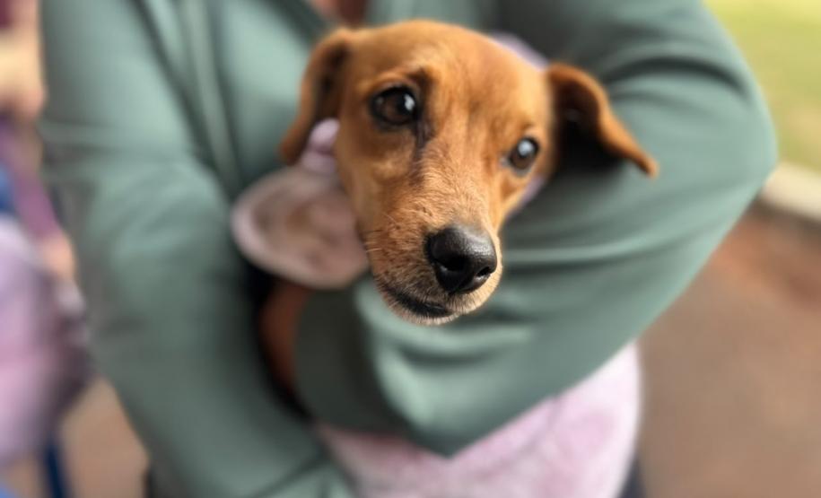 Foto de animais atendidos pelo CastraPet