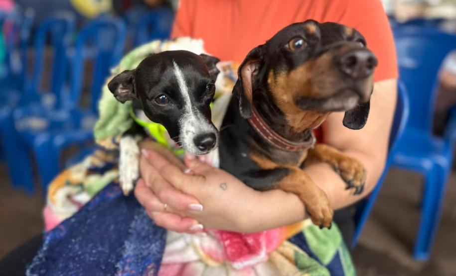 Foto de animais atendidos pelo CastraPet