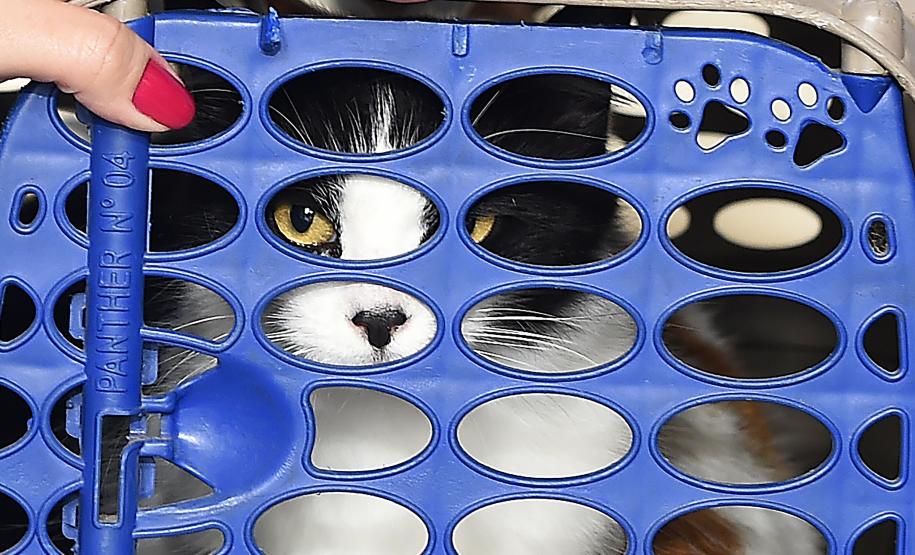 Foto de animais atendidos pelo Vet-móvel