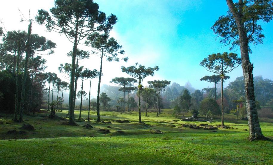 Venda de pinhão está liberada a partir de segunda-feira