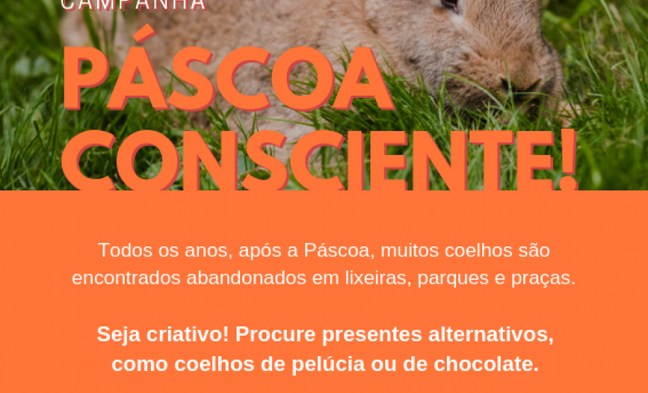 Campanha conscientiza sobre a compra de coelhos vivos na Páscoa