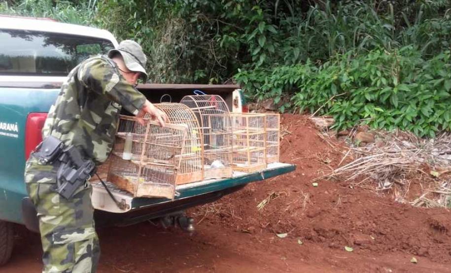Estado já aplicou 930 autos de infração ambiental neste ano