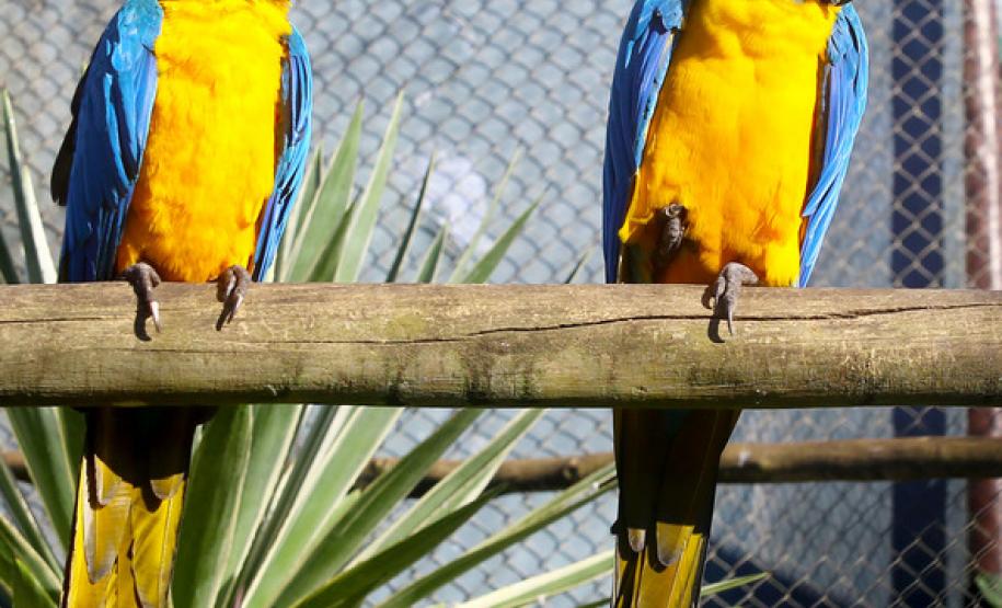 Aves apreendidas em fiscalizações são devolvidas à natureza