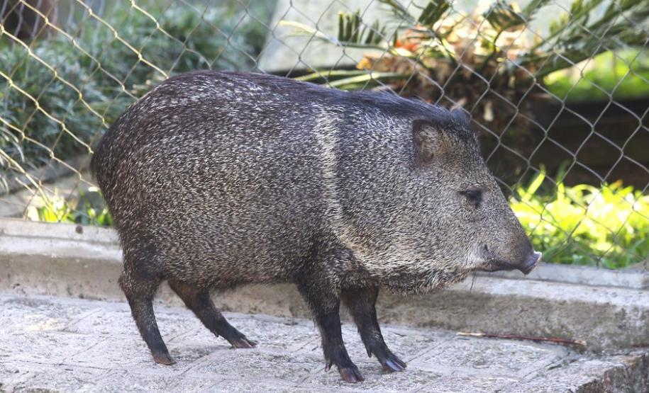 Aves apreendidas em fiscalizações são devolvidas à natureza