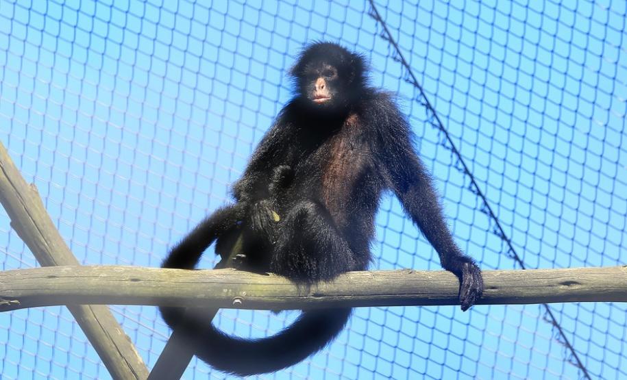 Aves apreendidas em fiscalizações são devolvidas à natureza