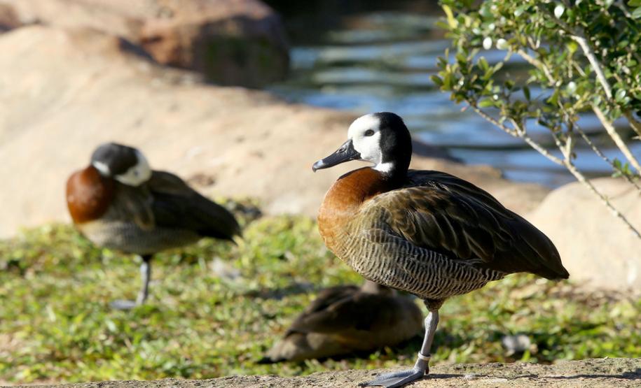 Aves apreendidas em fiscalizações são devolvidas à natureza