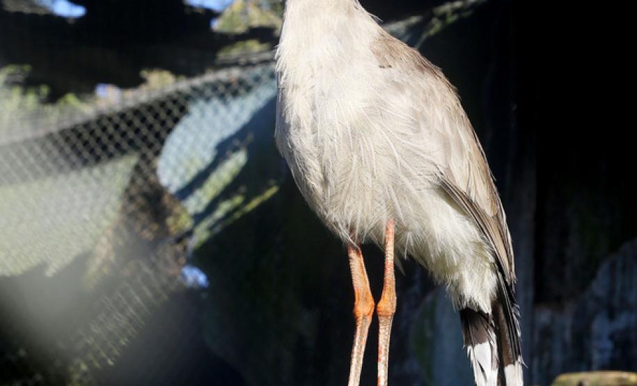 Aves apreendidas em fiscalizações são devolvidas à natureza