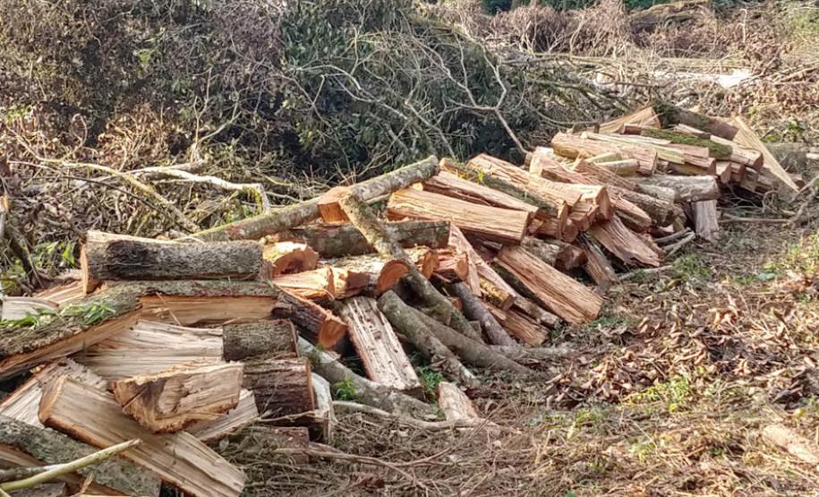 IAP apreende madeira de corte ilegal de vegetação nativa IAP apreende madeira de corte ilegal de vegetação nativa