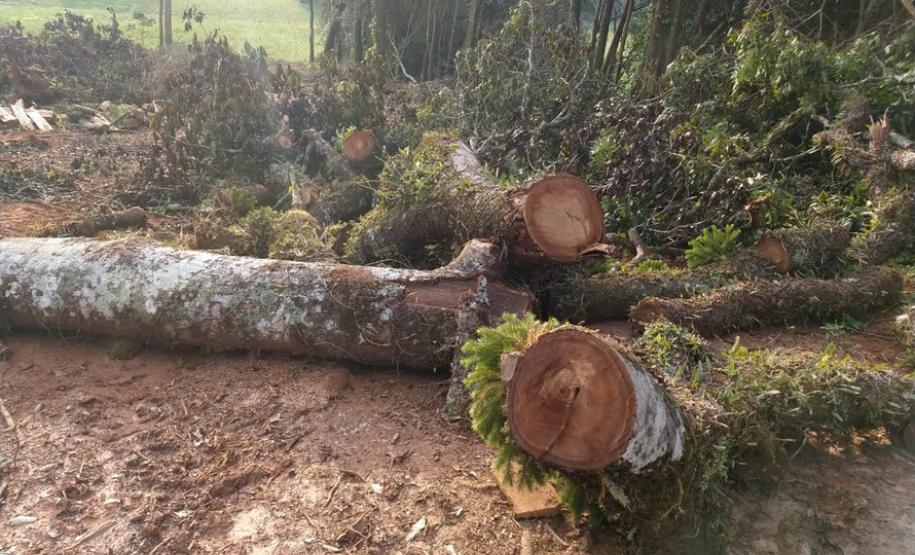IAP apreende madeira de corte ilegal de vegetação nativa IAP apreende madeira de corte ilegal de vegetação nativa