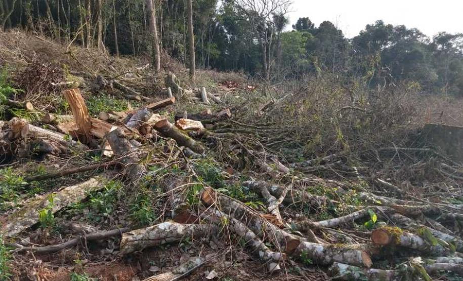 IAP apreende madeira de corte ilegal de vegetação nativa IAP apreende madeira de corte ilegal de vegetação nativa