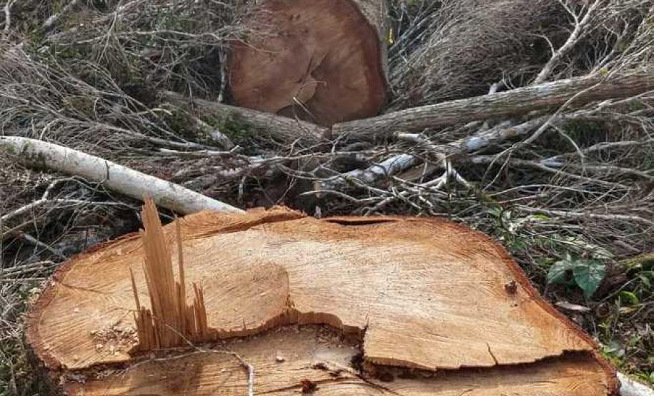 IAP apreende madeira de corte ilegal de vegetação nativa IAP apreende madeira de corte ilegal de vegetação nativa