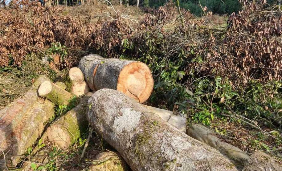 IAP apreende madeira de corte ilegal de vegetação nativa IAP apreende madeira de corte ilegal de vegetação nativa