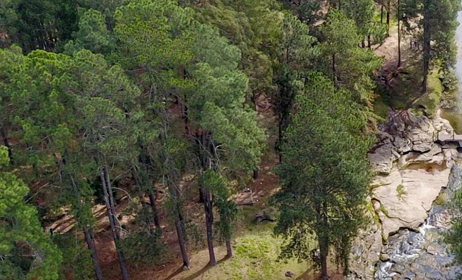 Paraná se destaca no uso de sistema para gestão de florestas Paraná se destaca no uso de sistema para gestão de florestas