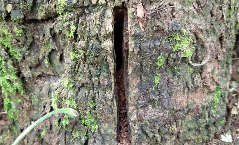 Técnicos do IAP identificam duas áreas com árvores nativas envenenadas