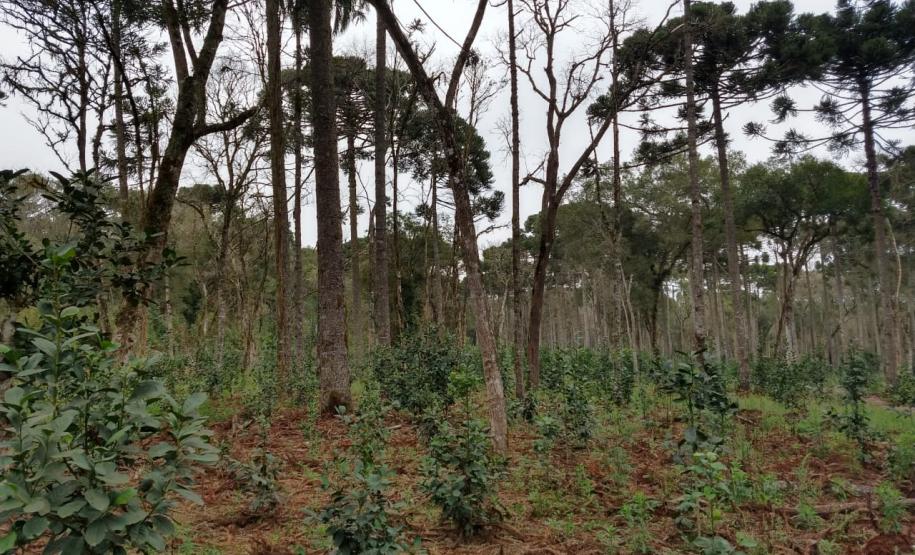 Técnicos do IAP identificam duas áreas com árvores nativas envenenadas