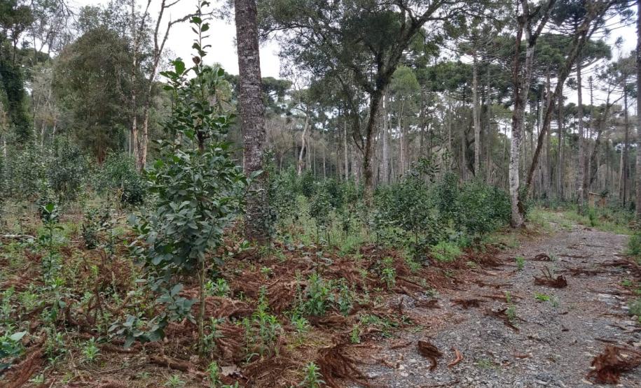 Técnicos do IAP identificam duas áreas com árvores nativas envenenadas