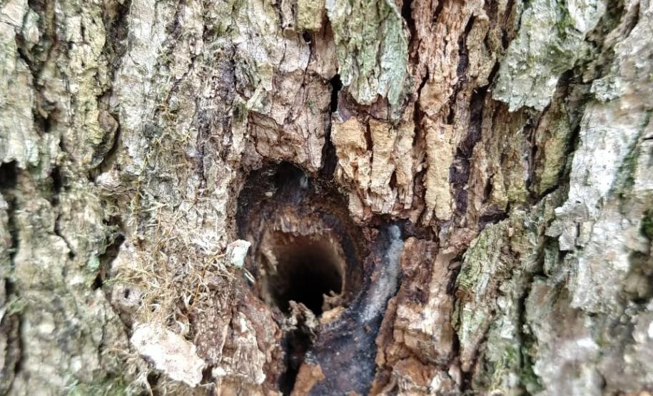 Técnicos do IAP identificam duas áreas com árvores nativas envenenadas