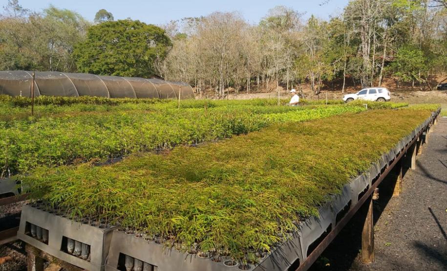 Governo do Estado inicia programa de incentivo à arborização